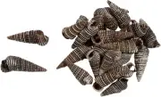 Rhino Shells Craft Assorted Seashells Bag .5-1" (1 Kilo)