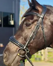 Shimmer Patent Leather Dressage Horse Bridle - Crystal Rock Wave Browband.
