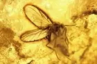 Rare Fungus gnat Ditomyiidae Fossil inclusion Baltic amber #11691