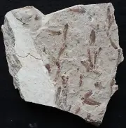 Hemisaurida - Mass Mortality of 25+ specimens - Great Color - Fossils Lebanon
