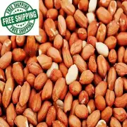 Raw Spanish Peanuts Premium Quality Peanut Whole With Skin Arachis 100g No Shell