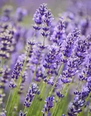'LAVENDER' Roll On Perfume Oil - Natural, Aromatherapy Oils! FREE POST
