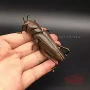 Exquisite Copper Simulation Insects Grasshopper Home Decoration Ornaments