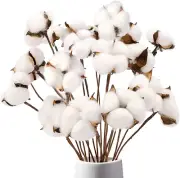 Cotton Stems, Natural Dried Cotton 8 Packs Total 15 Bolls Cotton Sprig