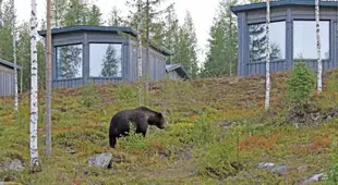 Bear Centre