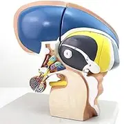 CHROX PVC Brain Anatomy Model, Brainstem Model, Brainstem Model, and Hypothalamic Nucleus