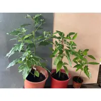 在飛比找蝦皮購物優惠-樟樹 樟樹苗 香樟樹 烏樟樹 樟仔 風水樹  可製傢俱 庭園