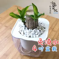 在飛比找蝦皮購物優惠-【小品文化】巴西鐵樹【現貨】4吋透明免澆水盆栽 室內植物 辦