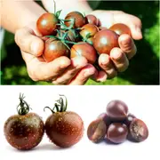 Tomato - Black Cherry seeds