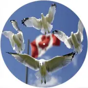 Slipmat Slip Mat for 12" Turntable LP DJ Record Player Deck FLAG CANADIAN GULLS
