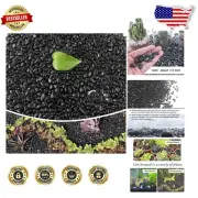 18lbs Natural Black Pebbles for Plants & Aquariums - Decorative Gravel Rocks