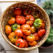 Tomato - Costoluto Fiorentino seeds