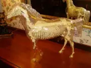 EXPERTLY CONSTRUCTED "VISIBLE HORSE" 1:4 SCALE PLASTIC MODEL 24"x21"x6" H-T-F!!!