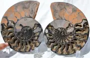 Large Black Ammonite PAIR Deep Crystals 110myo FOSSIL XXL 160mm 6.3" 9543bb