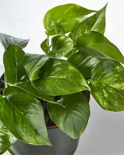 Devil's Ivy in Black Pot