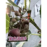 李樹苗 紫色波爾多無花果一棵300