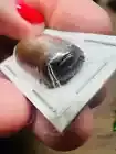 A1 Papered Specimen Pill Bug Millipede Glomerida Indonesia
