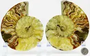 Ammonite PAIR 110myo Dinosaur age Fossil 134mm Crystals XL 5.3" 110myo e4956xx