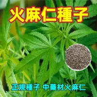 在飛比找蝦皮購物優惠-🔥🔥火麻仁種子 火麻子種子 中藥材火麻仁 四季播種 易種易活