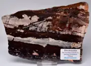 STROMATOLITE Jerrinah Formation, 2.7BYO, Pilbara, Western Australia S136