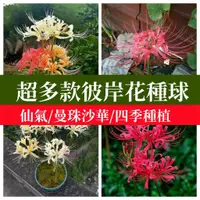 在飛比找蝦皮購物優惠-🌼【買三送一】彼岸花球莖根當年開花 曼珠沙華種球 石蒜花球根