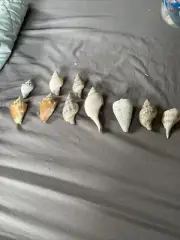 Conch Sea Shells