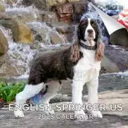 ENGLISH SPRINGER US Wall Calendar 2025 Animal DOG PET Lover Gift