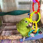 彩虹鸚鵡耐咬磨牙扣環