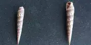 #QQ200 Hastula Diversa Smith, Kii Japan 34.2mm sea snail shell