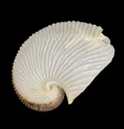 Sea shells Argonauta argo 174.4mm.RARE Aquarium Decoration Products