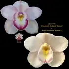 Cymbidium Seedling JG21093 (Elisabeth Rickard 'Pinkie' x Keith Johnson 'Softest'