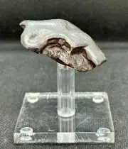 SIKHOTE-ALIN INDIVIDUAL METEORITE FROM RUSSIA 65,5 g