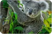 Outdoor Rug, Washable Rug, Porch Rug Machine Washable, Indoor Outdoor Area Rug, Floor Mat for Farmhouse, Layered Door Mats, Living Room, Animal Koala