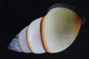 1607. Collection Land Snail Shell Amphidromus sp 34mm. Vietnam Central