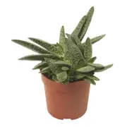 60mm Mini Mates Range Assorted Succulent