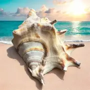 Large Conch Seashell Rare White Spiky Natural Big Ocean Sea Shell Beach Decor
