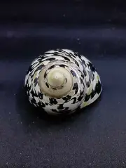 Large Cittarium pica magpie turbo sea shell. Hermit crab Beach collector #12596
