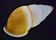 305. Collection Land Snail Shell Amphidromus sp 17mm. Vietnam Central