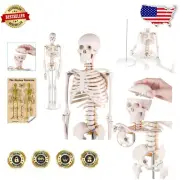 Eco-Friendly Mini Human Skeleton Model for Teaching & Learning - 1/2 Size