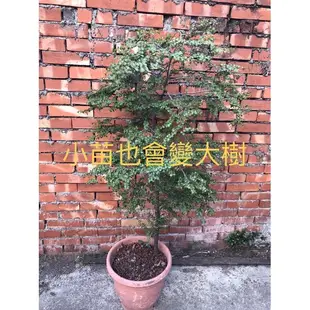 2024開採/（買10送1）小葉紫檀木/楓港柿/新鮮種子 /發芽率高👍種子盆栽/享受綠意/自己種