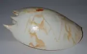 120 mm GREAT PATTERN Melo Amphora Volute Seashell #AB1 From Labuan Bajo