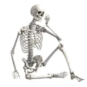 Full Life Size Human Skeleton Decoration Prop 170cm Halloween Poseable Skeleton