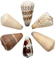 Assorted Cones Shells Bulk Craft Seashells 2-3" (1 Kilo) (appx. 24 pc)