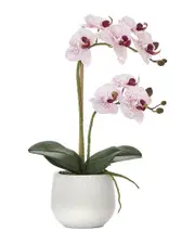 Torre & Tagus Phalaenopsis Potted 23in Triple Stem Orchid