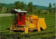 (110) Australia - QLD- Nereda Tea plantation - Tea-Hawk Harvester at work