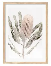 [Profile Australia] Australian Made Banksia Flower Art Print A1 in Natural Frame