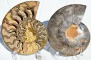 Large Black Ammonite PAIR 110myo Fossil Deep Crystals XXLarge7.8" 198mm 3219yo