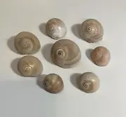 Hermit Crab Shells Lot of 8 Shark Eye Shells