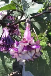 Giant Devil's Trumpet, Datura, Purple**100% AUTHENTIC SEEDS** (50+)