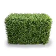 Portable Pittosporum Artificial Hedge UV Resistant 1m long x 50cm high